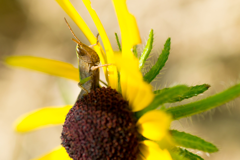 Dichromorpha viridis