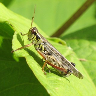 Melanoplus femurrubrum