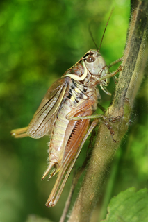 Metrioptera roeselii