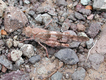 Trimerotropis pallidipennis