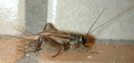 Acheta domesticus